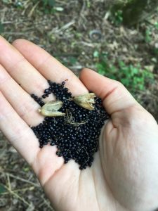bluebell seeds in hand